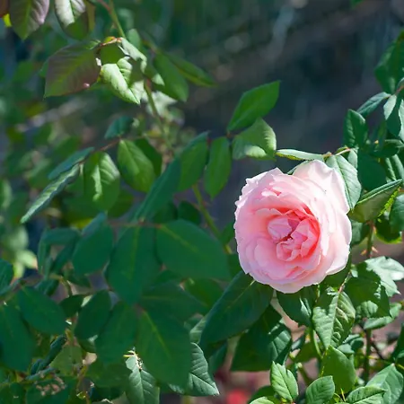 Almenas 빌라 마스팔로마스